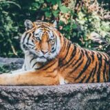バンコクのサファリワールドの料金と行き方を解説！像乗り・虎と写真も