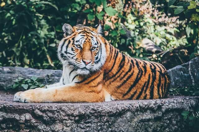 バンコクのサファリワールドの料金と行き方を解説！像乗り・虎と写真も